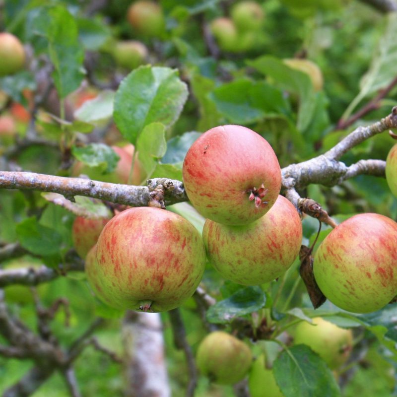 2208 Apples ripening