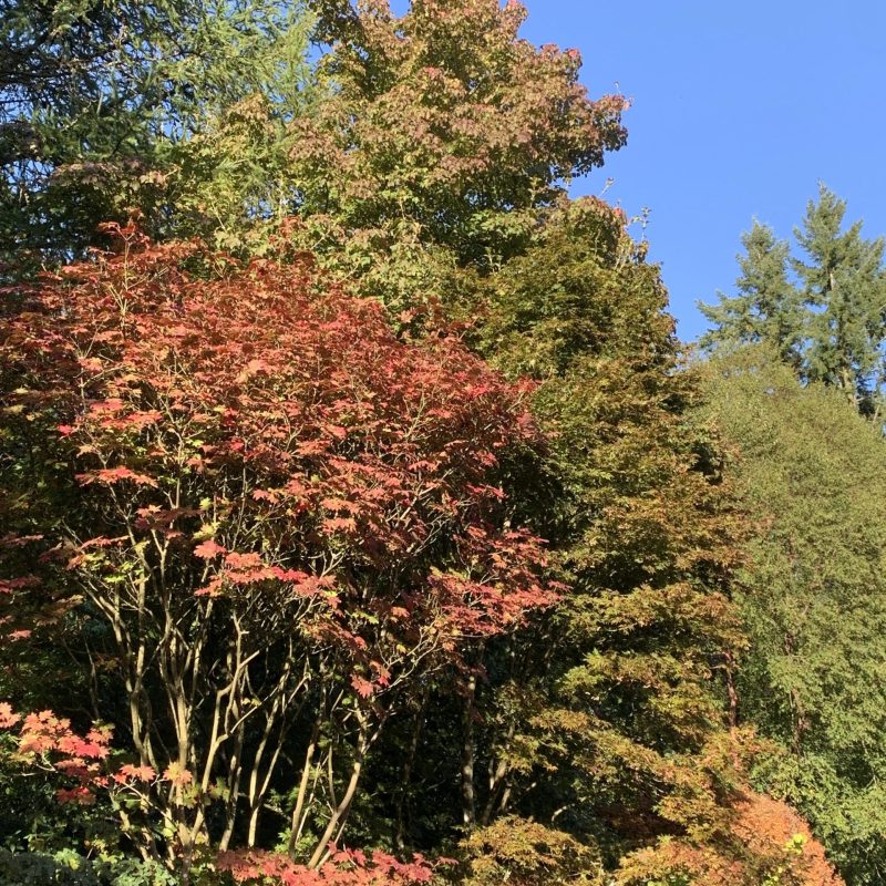 Acer japonicum autumn