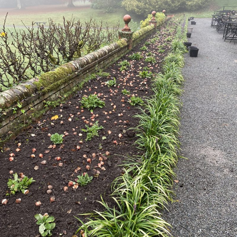 Bulbs on border by terrace