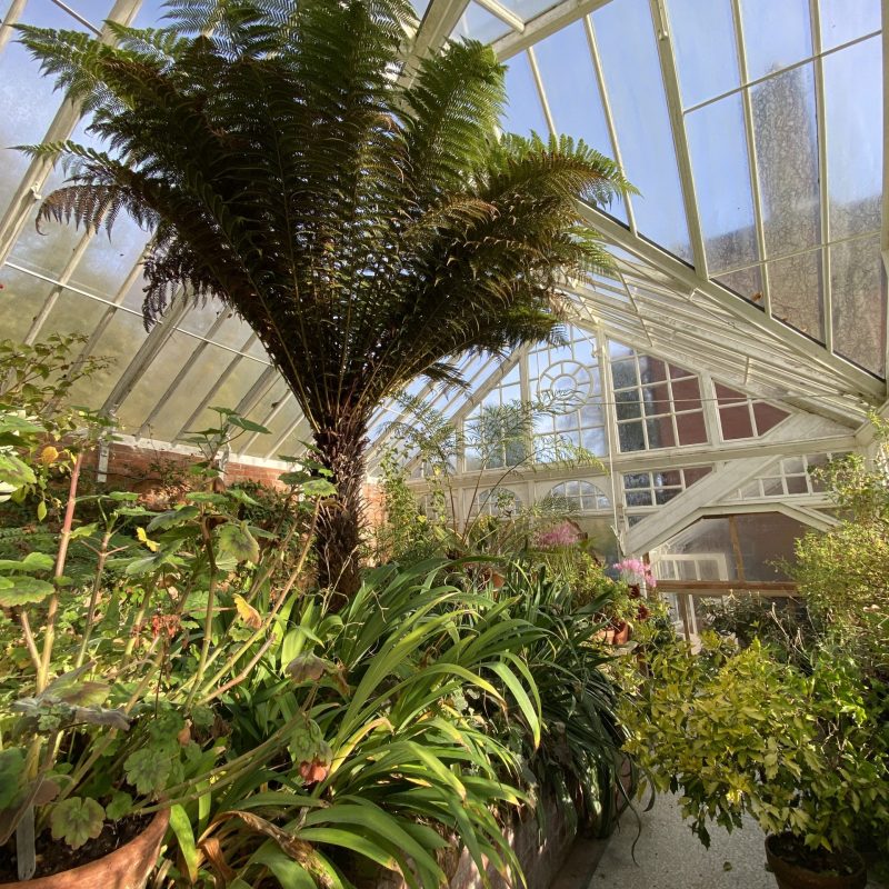 Conservatory with tender plants