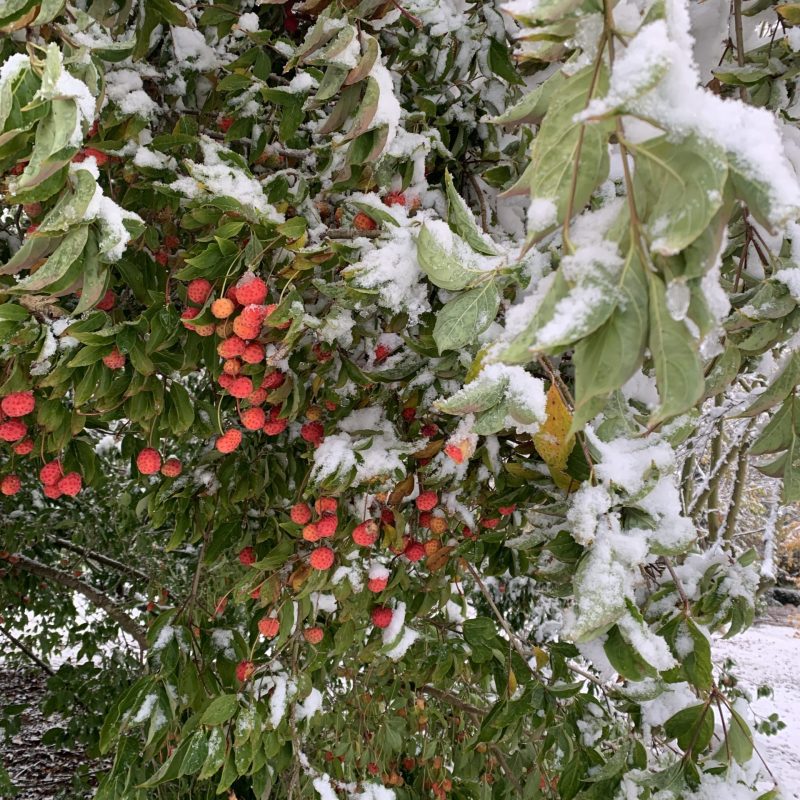 Cornus in snow