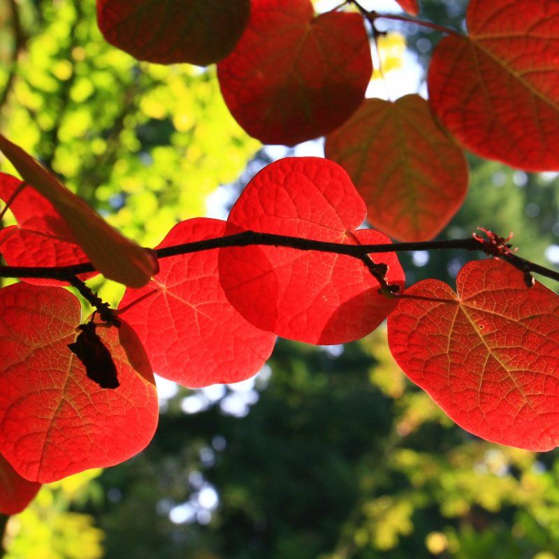 Disanthus cercifdifolius