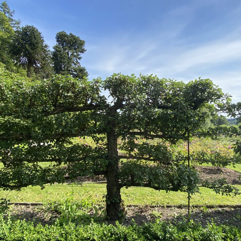 Old pear espalier