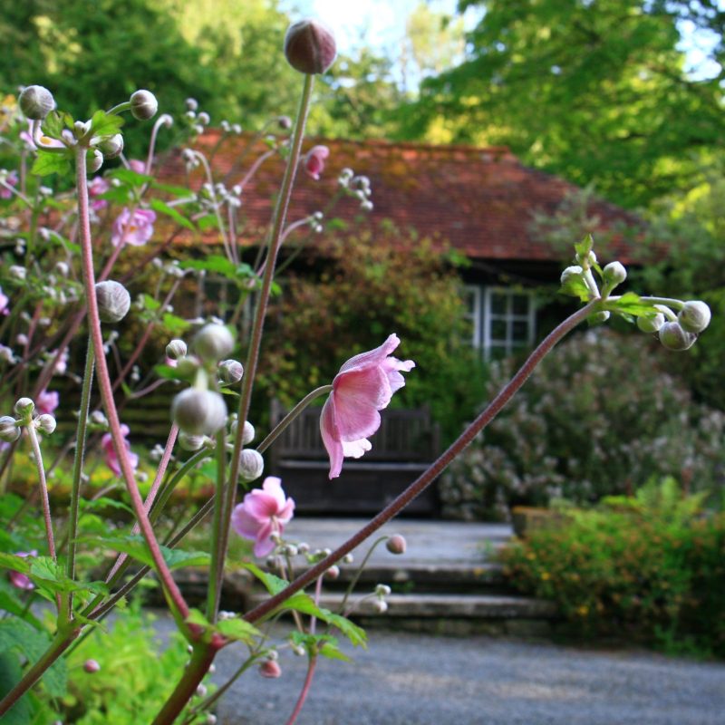 Pink flower in front of Potting Shed