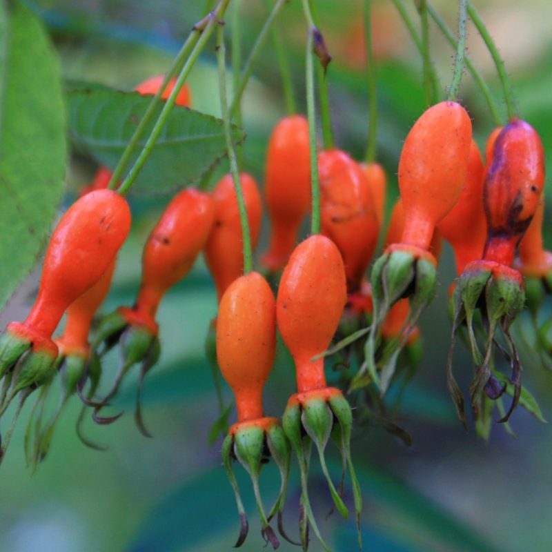 Rosehips