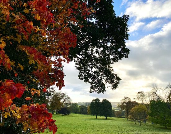 SCENE Park with Autumn Colour