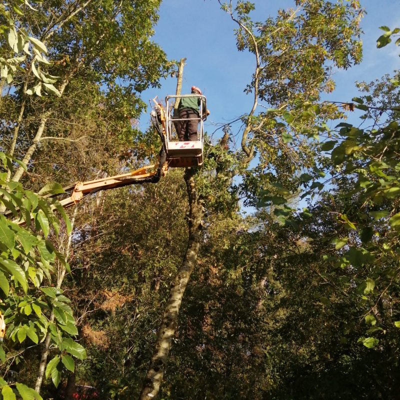 Tree work on cherrypicker